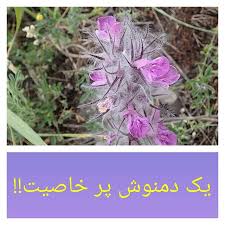 چای کوهی