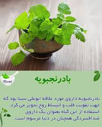 خواص بادرنجبویه